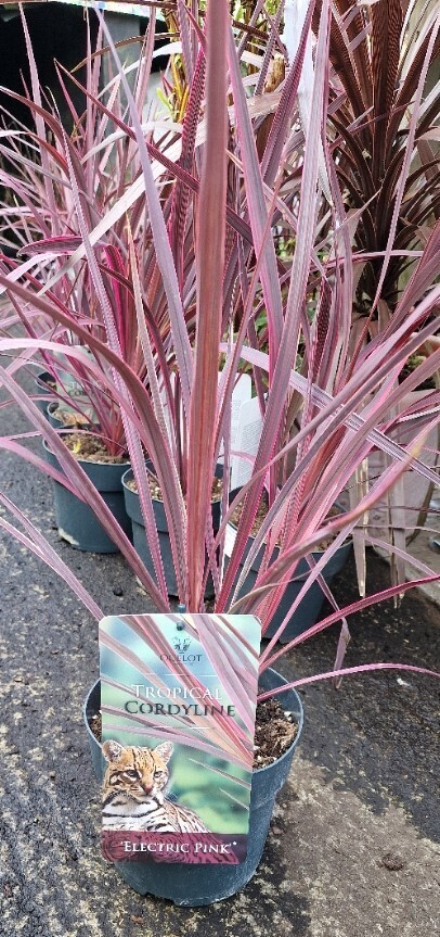 Cordyline- &#39;&#39;Electric Pink&#39;&#39;