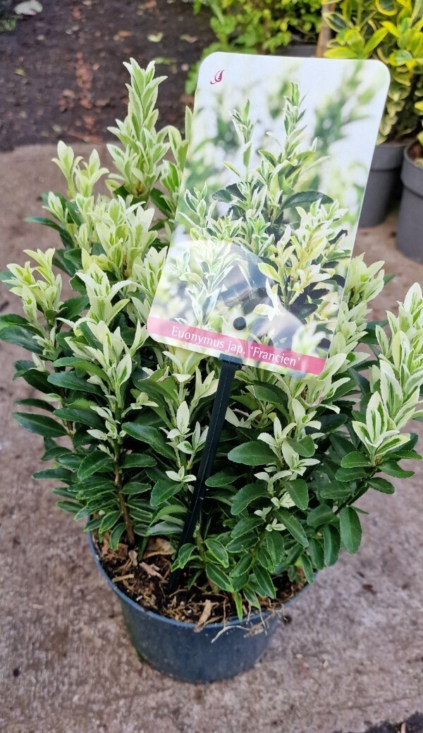 Euonymus japonica ’Francien&#39;