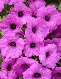 Petunia Vista 'Jazzberry'