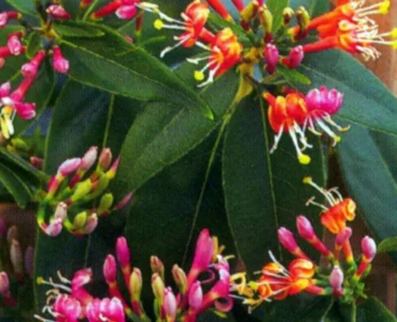Lonicera Henryi - Evergreen Honeysuckle ,Henrys Honeysuckle