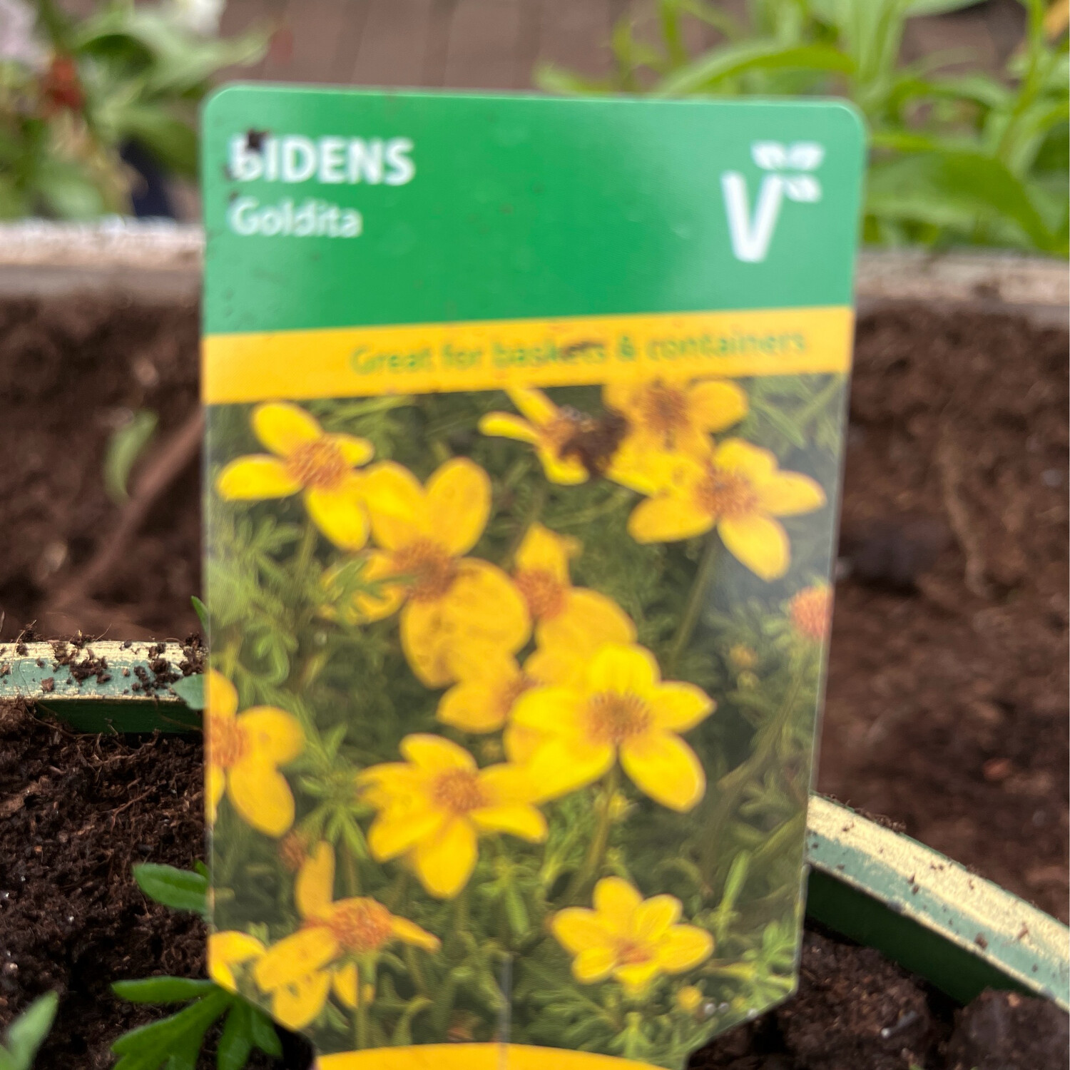 BIDENS “GOLDITA ”for baskets and pots Flowers non stop from May Until October