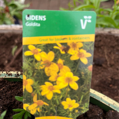 BIDENS “GOLDITA ”for baskets and pots Flowers non stop from May Until October
