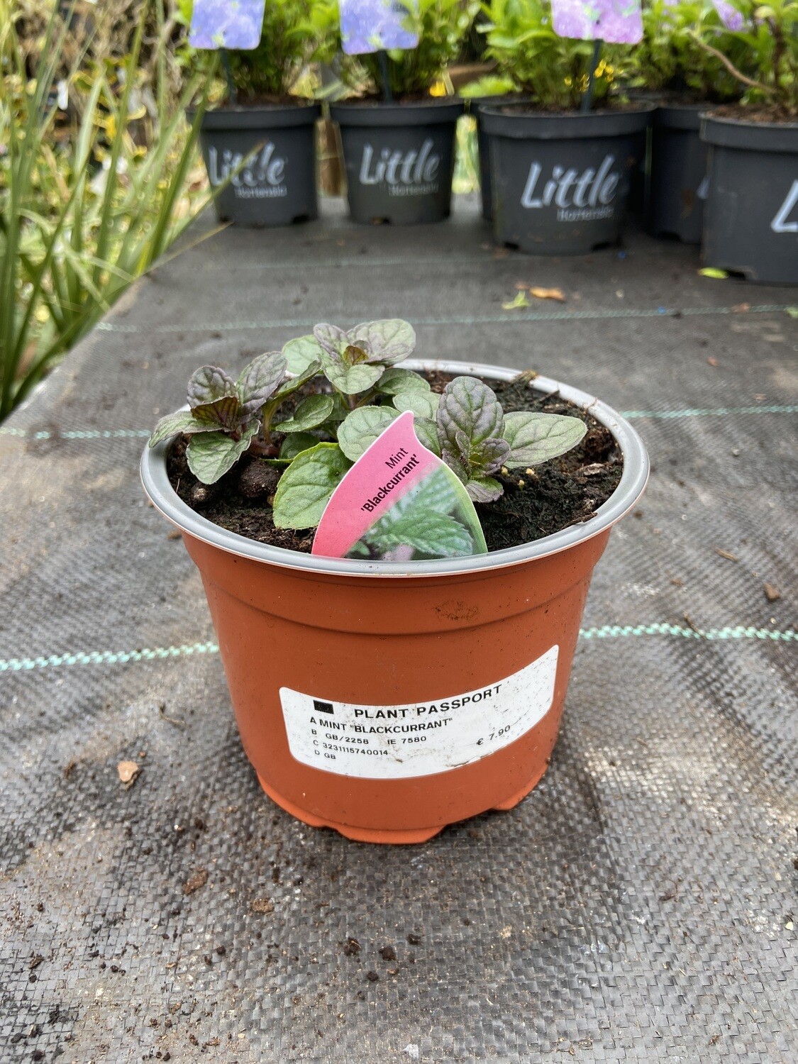 Mint &#39;Blackcurrant&#39;