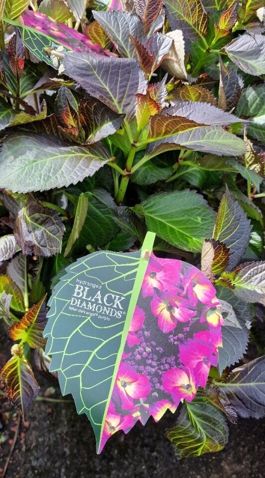 Hydrangea-BLACK DIAMONDS- Teller Dark Angel-purple