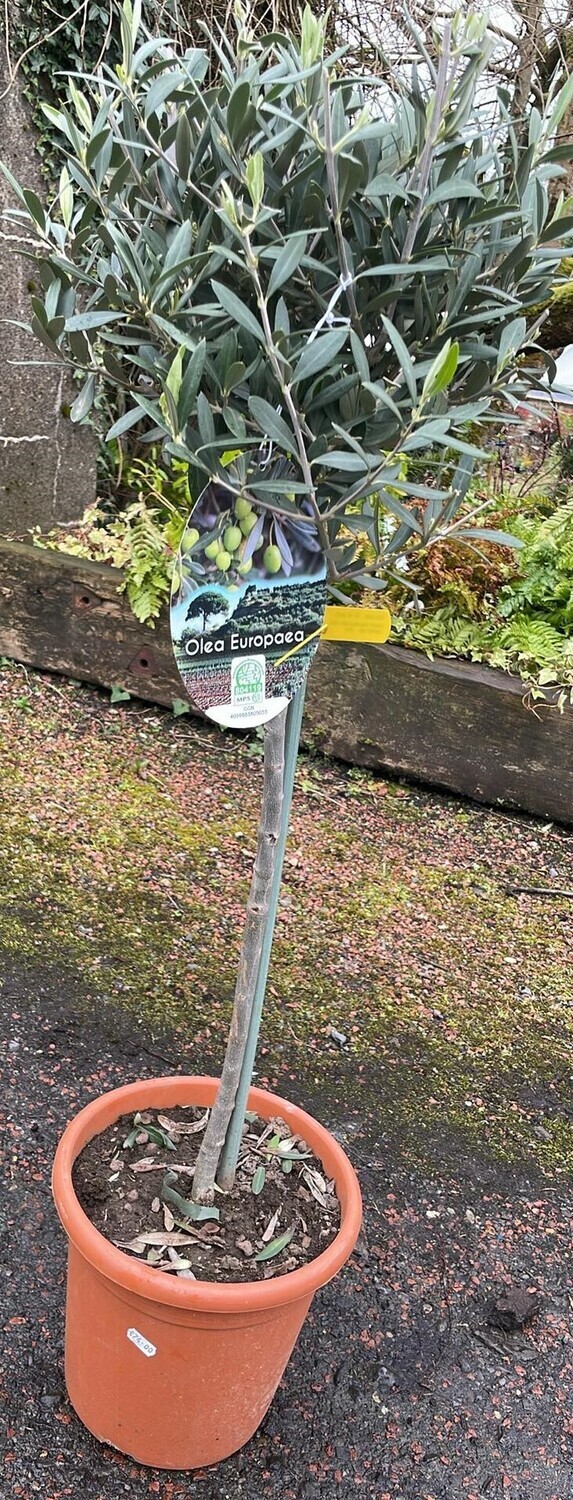 Olive tree Extra Strong Bushy ..pot grown well established. Good In Pots to frame a doorway.