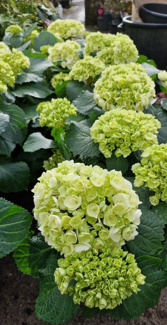 HYDRANGEA - WHITE  Hardy Mophead Hydrangea