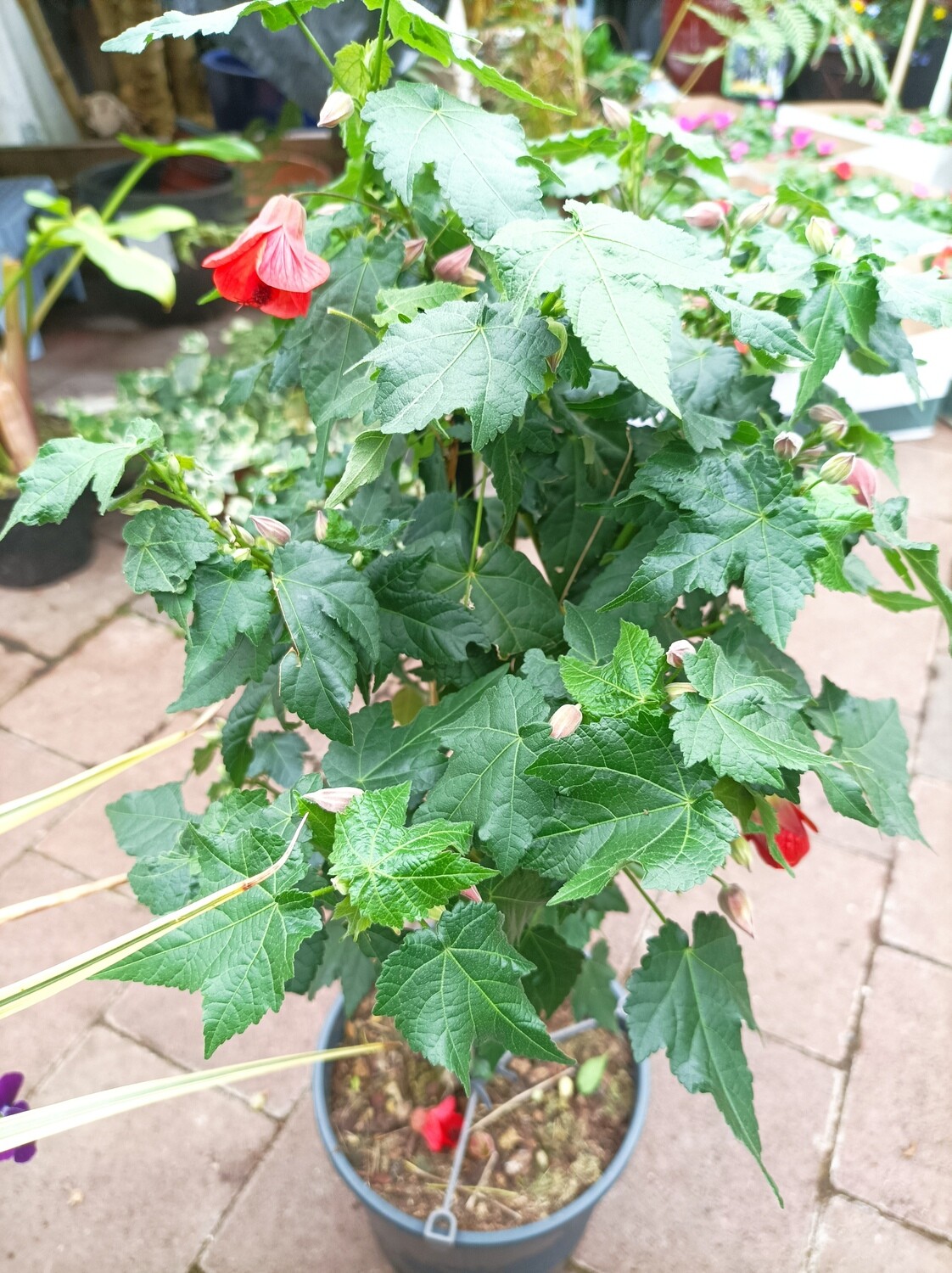 Abutilon - Red Trumpet - On Stem