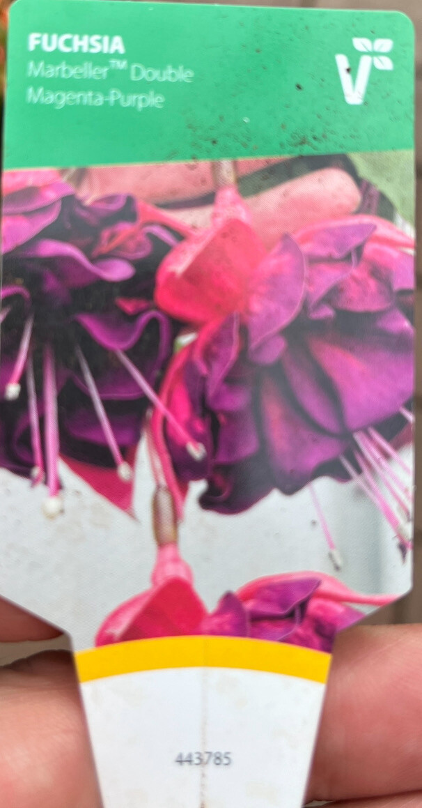 Fuchsia “Magenta Purple” perfect for hanging baskets and pots . Flowers from June until October ENORMOUS FLOWERS