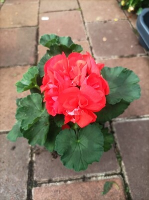 Geranium zonale orange