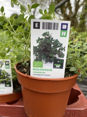 LEMON THYME