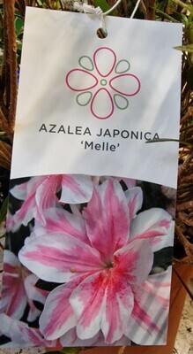 Azalea &#39;MELLE&#39; strong pot grown plants Height