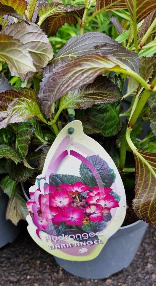 Hydrangea- &#39;&#39;DARK ANGEL&#39;&#39; Hardy Lacecap Hydrangea…flowers have hues of pink red ,purple and cream . Large flower heads over dark foliage. Flowers for months and winter hardy.