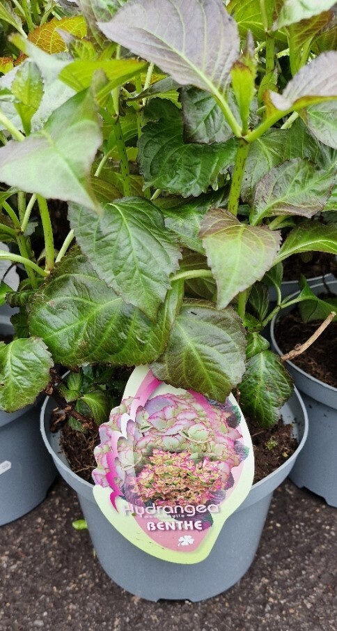 Hydrangea- &#39;&#39;BENTHE&#39;&#39;