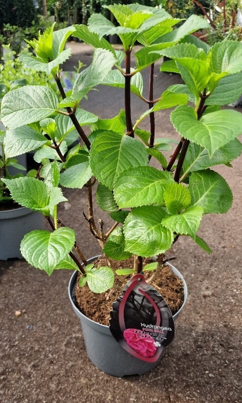 Hydrangea- FLAMINGO-&#39;&#39;BLACK STEEL&#39;&#39;