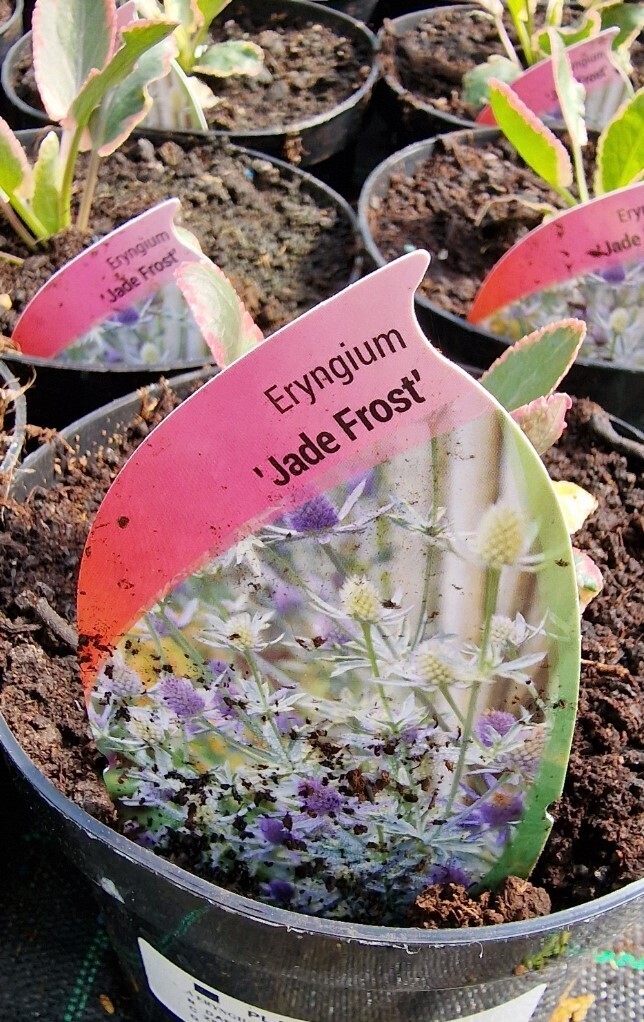 Eryngium - JADE FROST NEW ,Eryngium “Jade Frost “ a hardy perennial that flowers for months with blue thistle like flowers over colourful foliage. Likes a sunny and free draining spot .