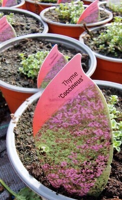 Creeping Thyme ''Coccineus''