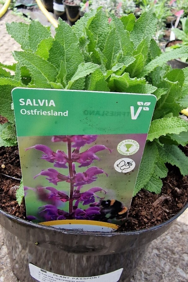 Salvia &#39;&#39;OSTFRIESLAND&#39;&#39;