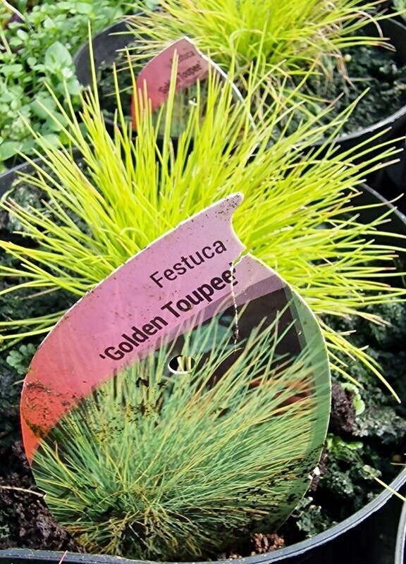 Festuca  'Golden Toupee'