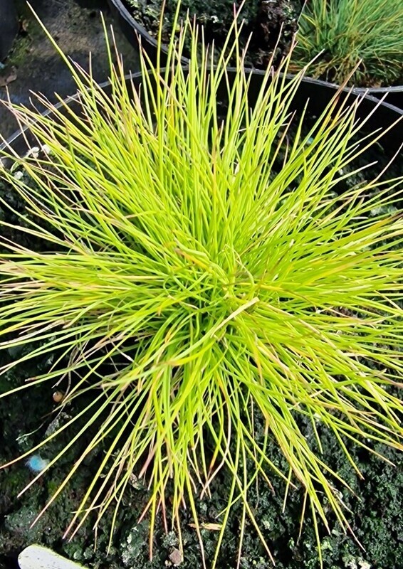 Festuca  'Golden Toupee'