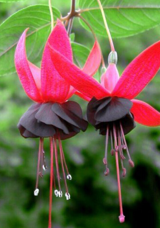 Fuchsia Blacky FUCHSIA “BLACkY “ trailing fuchsia for baskets and pots with deep purple to black corollas and  pink sepals