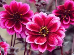 Dahlia Dreamy 'Nights' - flowers non stop until october, perfect for pots beds and containers.