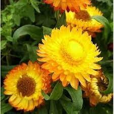 Strawflower &#39;Nevada Gold&#39; Flowers non stop until October Helichrysum “Nevada Gold “
