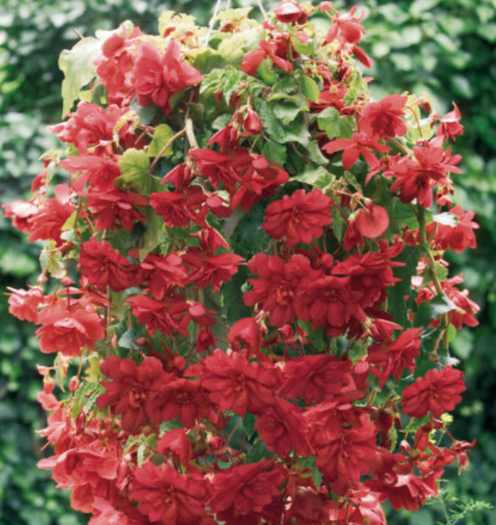 Begonia Illumination Red Scarlet non stop flowers until October Sting Plants In 10.5 Cm Pots . For baskets and pots