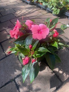 Impatiens New Guinea dark pink