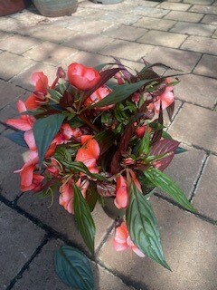 Impatiens New Guinea &#39;Red Bicolour&#39;