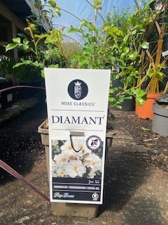 Ground Cover Rose  &#39;Diamant&#39;