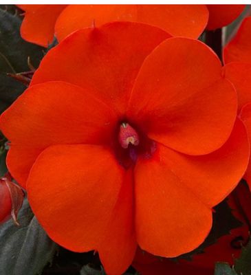 Sunpatiens Compact Hot Coral. Flowers non stop until October