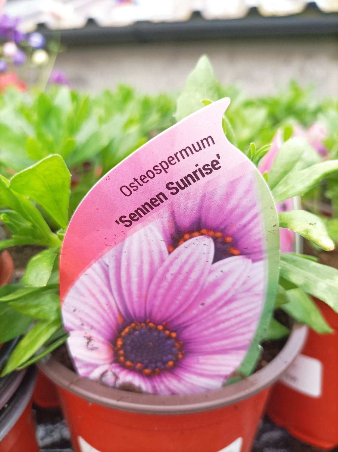 African Daisy Osteospermum - Sennan Sunrise - Non Stop Pink Daisy like flowers with a dark eye until October