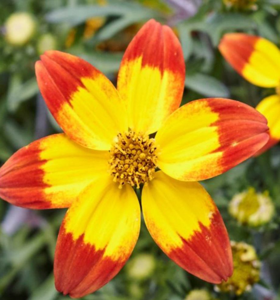 Bidens - Taku Tuka Red Yellow..loves spilling out of baskets and pots . Flowers non stop until October