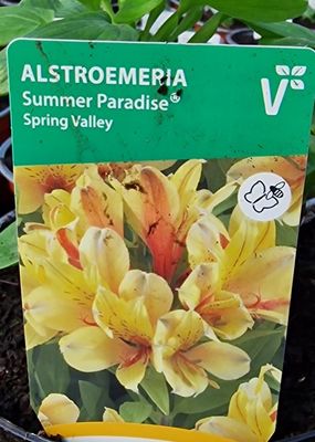 Princess Lily “Spring Valley” tough dwarf Alstromeria that flowers non stop from June until October. Good in pots or beds ..WINTER HARDY