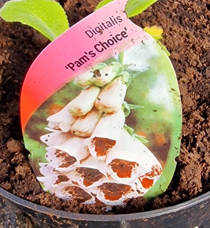 Digitalis  - Pam&#39;s Choice&#39;