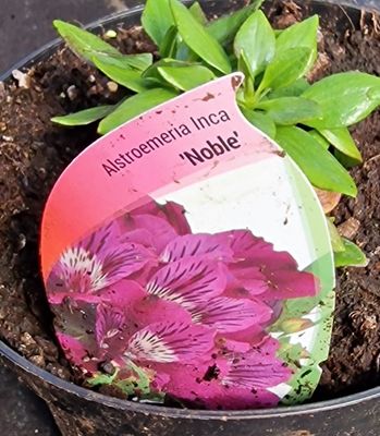 Princess Lily Noble ALSTROMERIA Inca -NOBLE Cerise to purple . Flowers non stop from June until November Winter’hardy and lasts for years . Good in pots or beds .Planting time is from now .