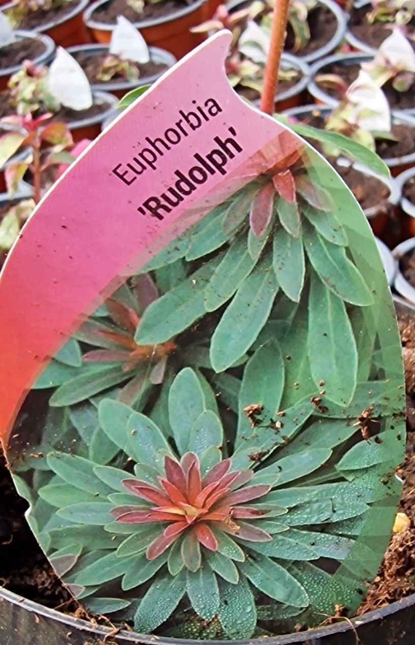 Euphorbia &#39;RUDOLPH&#39;