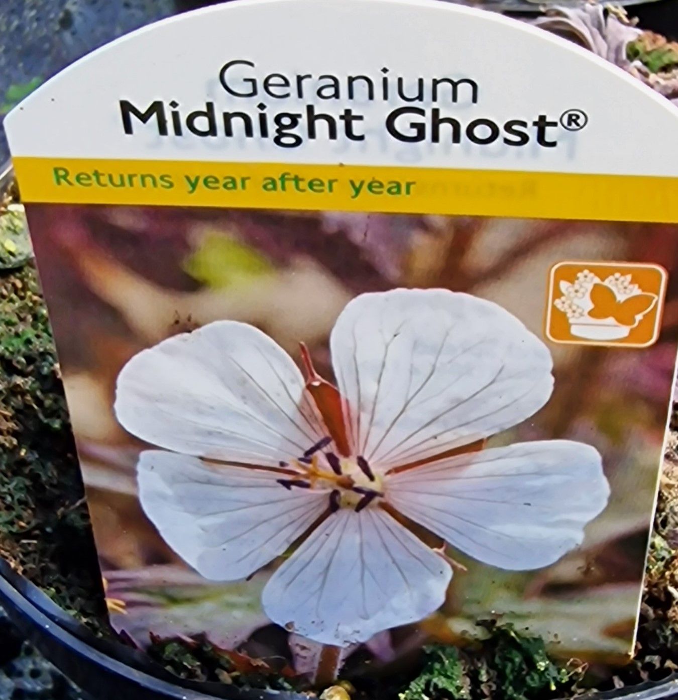 GERANIUM- MIDNIGHT GHOST