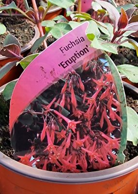 Fuchsia- &#39;&#39;Eruption&#39;&#39;