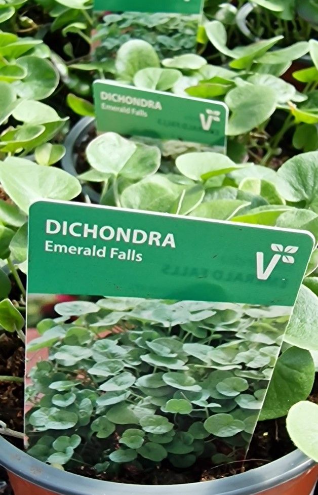 Dichondra- '' Emerald Falls''