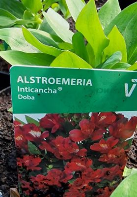 Princess Lily “Doba “ Alstroemeria Inticancha -''DOBA'' Dobo ..Winter Hardy flowers from June until November