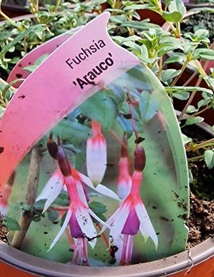 Fuchsia- &#39;&#39;Arauco&#39;&#39; Hardy dwarf fuchsia for pots or beds .