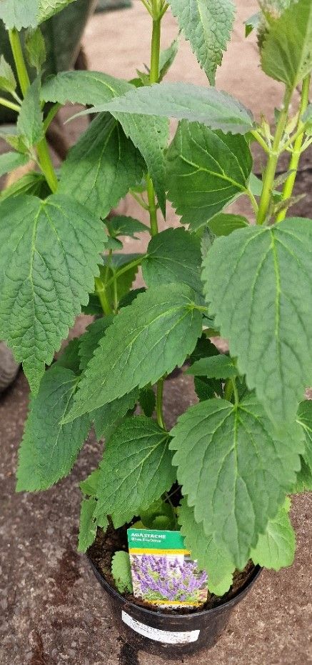 AGASTACHE Blue fortune  flowers non stop from May Until October