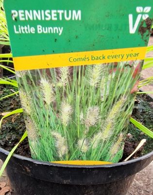 Pennisetum -&#39;&#39;Little Bunny&#39;&#39;