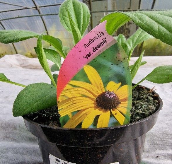 Rudbeckia &#39;Deamii&#39;