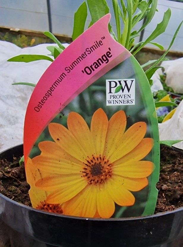 Osteospermum Summer Smile &#39;&#39;ORANGE&#39;&#39;