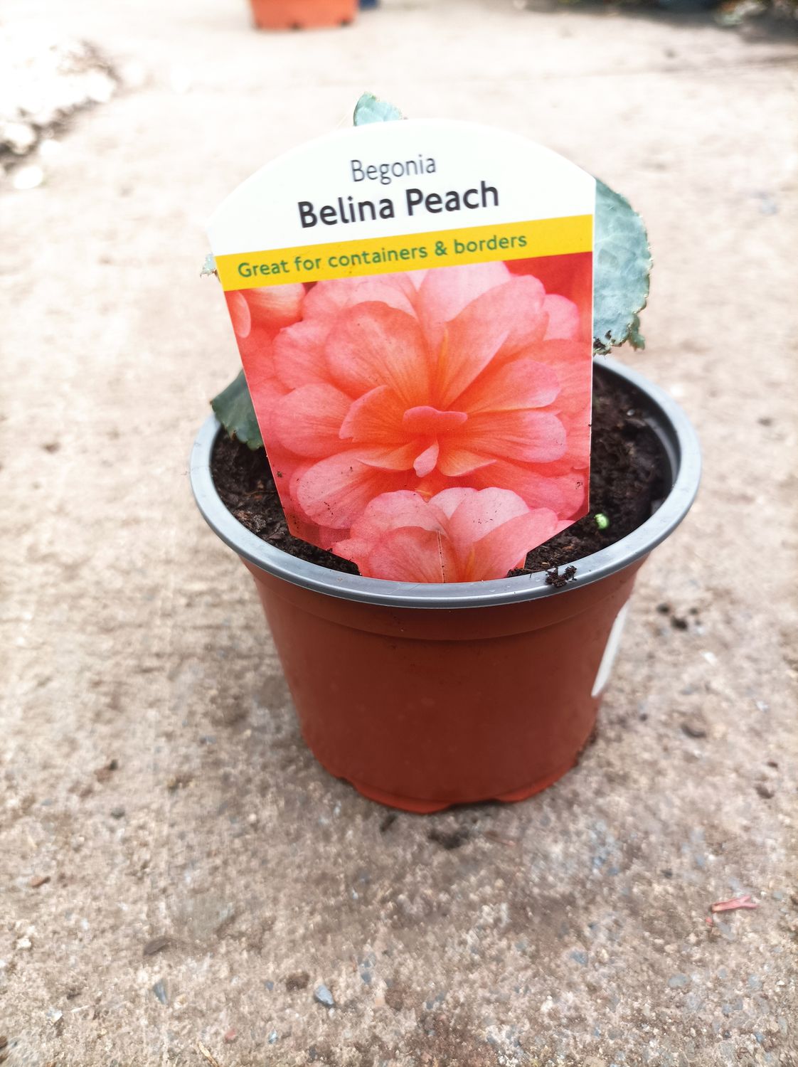 Begonia Bellina Peach - Non-stop peach flowers until October - perfect for pots, hanging baskets and containers.