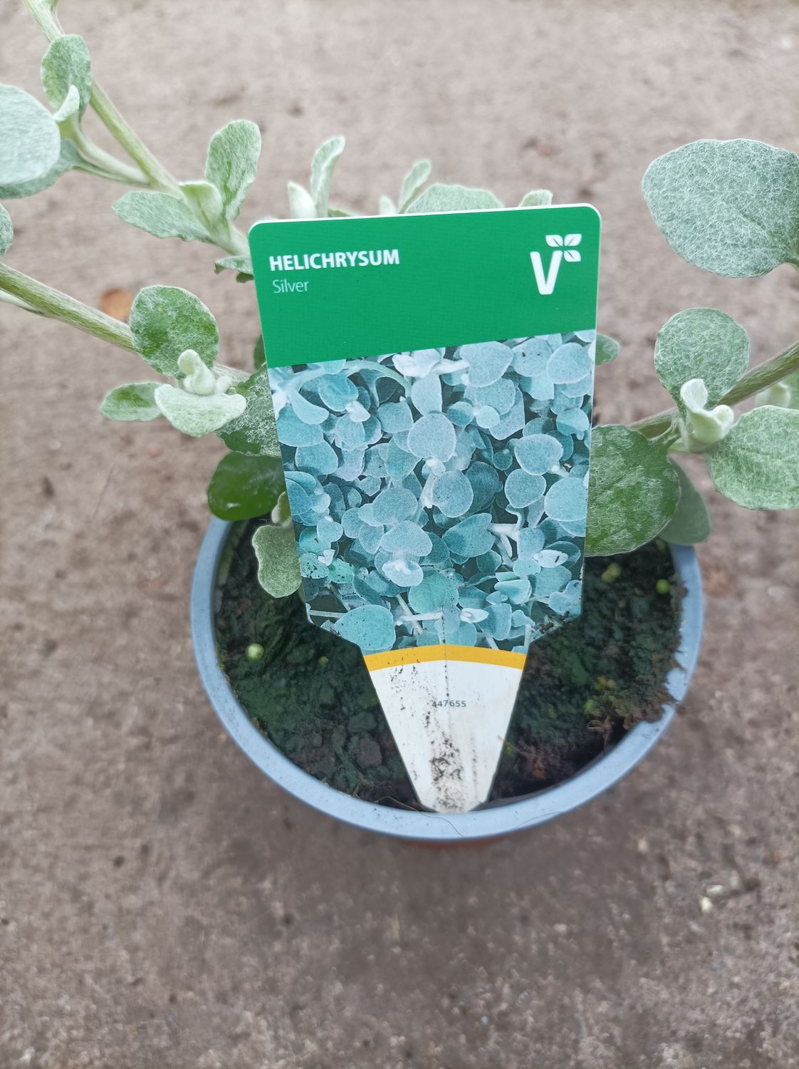 Helichrysum Silver Strong bushy plants for pots ,baskets ,window box !