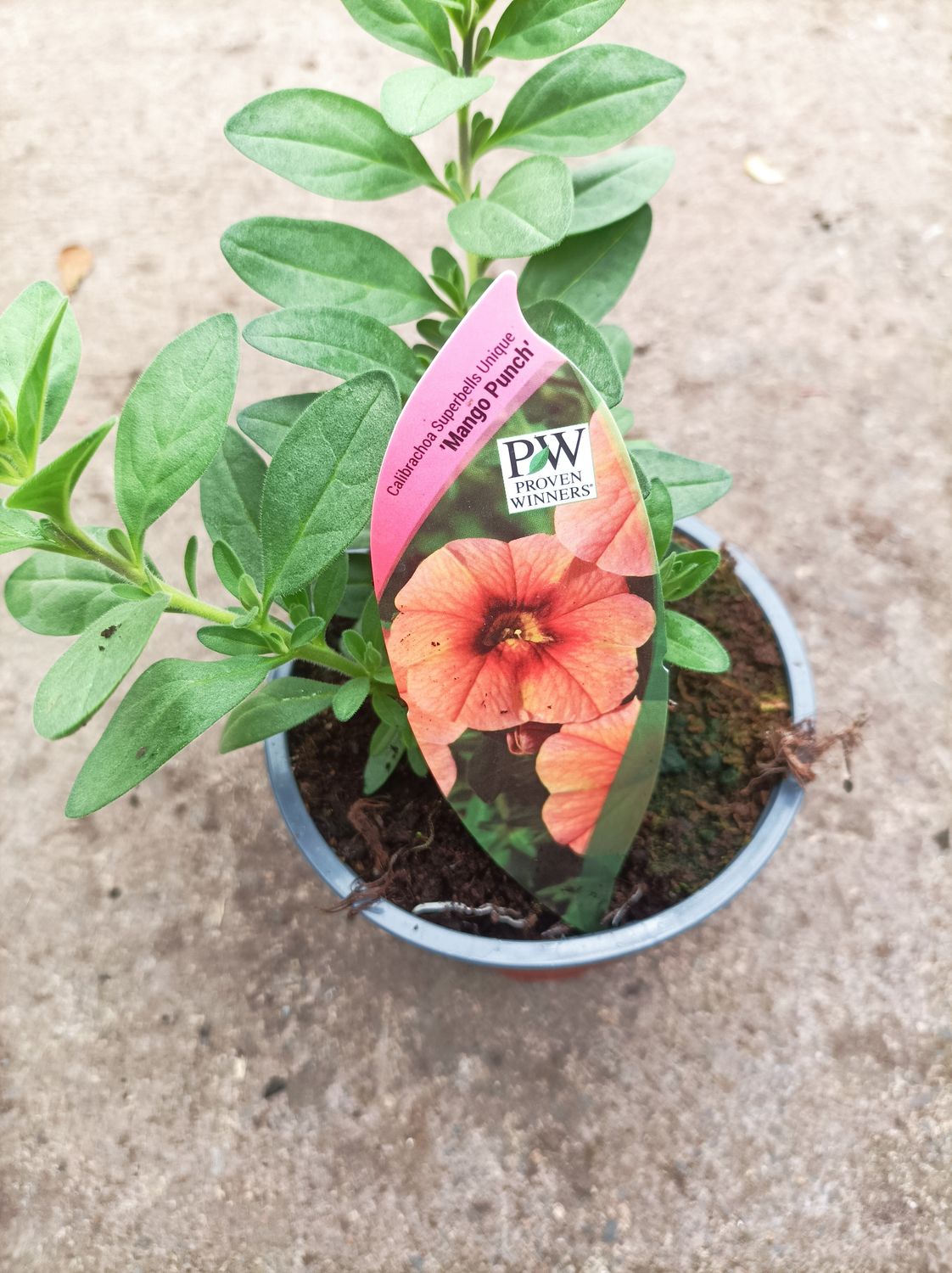 Million Bells Superbells  Calibrachoa- Mango Punch