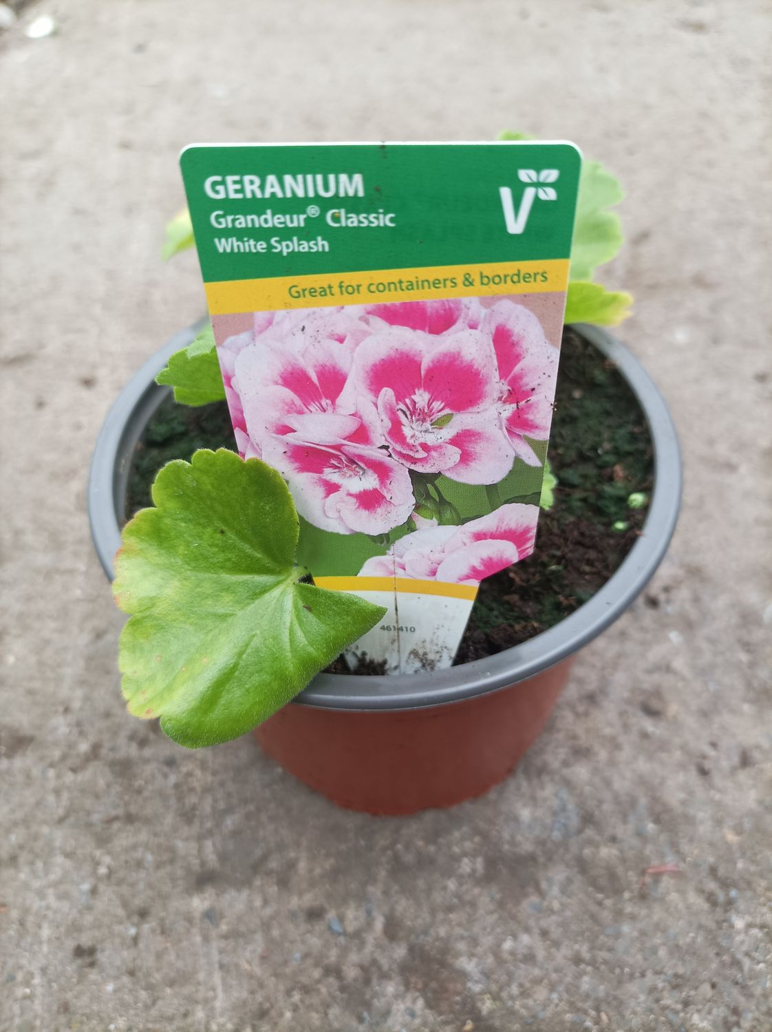 Geranium PINK - A colourful geranium for pots, beds and containers for months of colour.